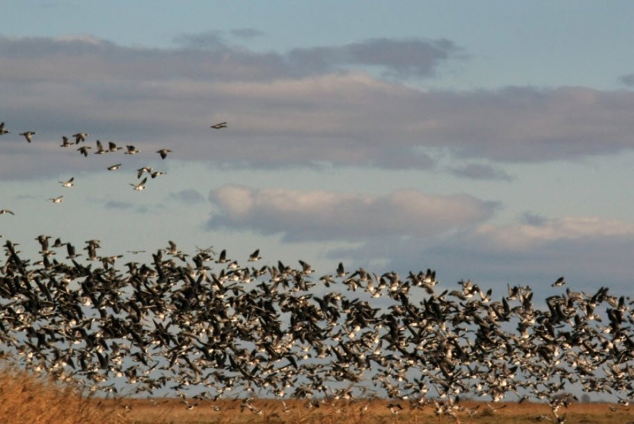 Matsalu National Park , Lääne County, Estonia
